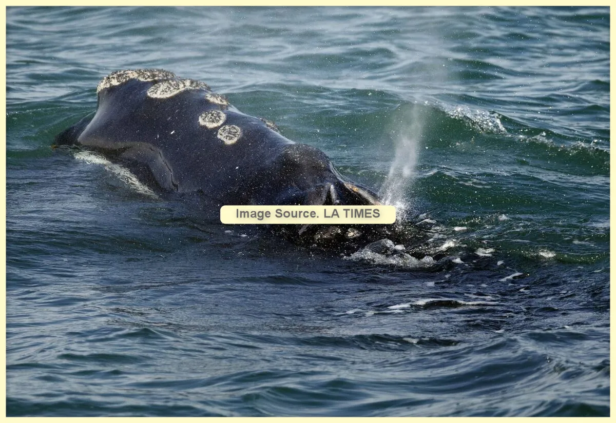 연방 정부, 사라져가는 고래 종을 구하기 위한 선박 속도 저감 긴급 요청 거부